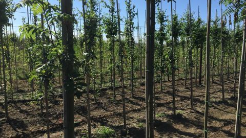 Le salon néerlandais Plantarium est consacré au monde de la pépinière. ©L. Hespel